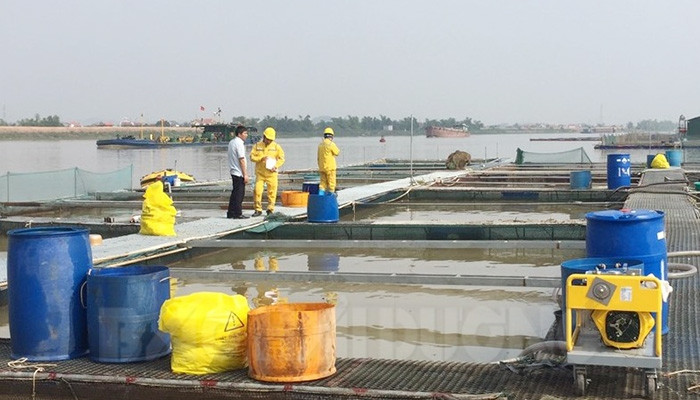 Sự cố tràn dầu trên sông Kinh Thầy ảnh hưởng không đáng kể tới các hộ nuôi cá lồng